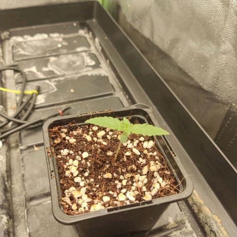 Papi Chulo OG growlog timeline photo