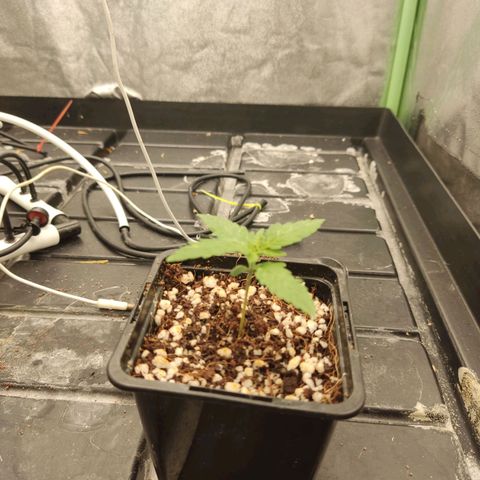 Papi Chulo OG growlog timeline photo