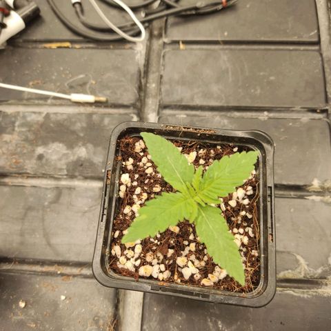 Papi Chulo OG growlog timeline photo