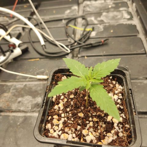 Papi Chulo OG growlog timeline photo