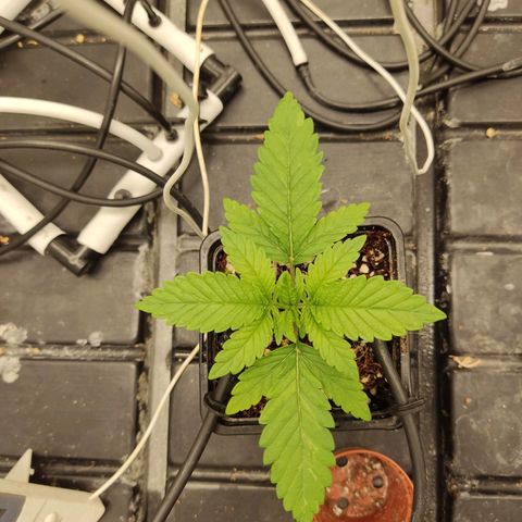 Papi Chulo OG growlog timeline photo