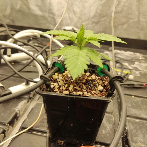 Papi Chulo OG growlog timeline photo