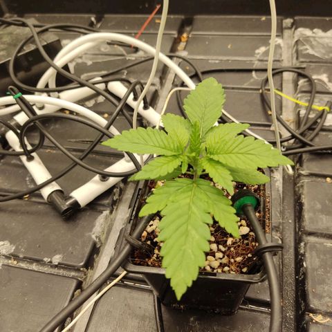 Papi Chulo OG growlog timeline photo