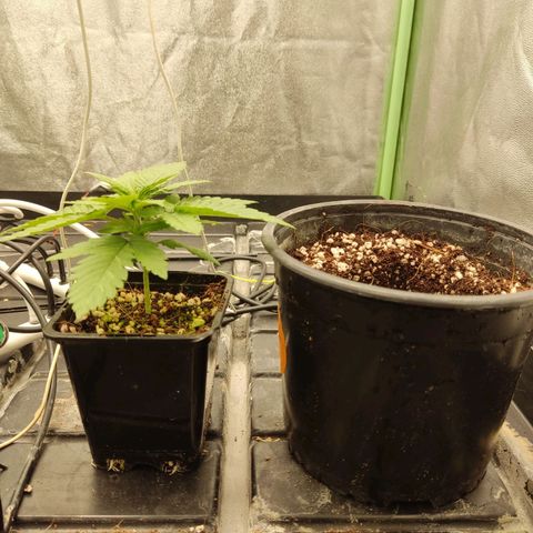 Papi Chulo OG growlog timeline photo