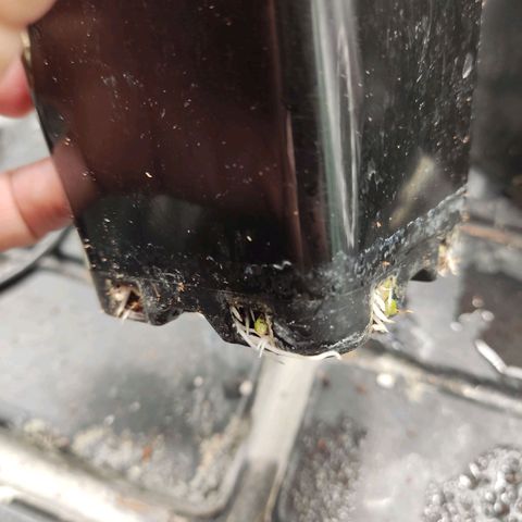 Papi Chulo OG growlog timeline photo