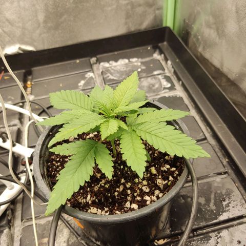 Papi Chulo OG growlog timeline photo