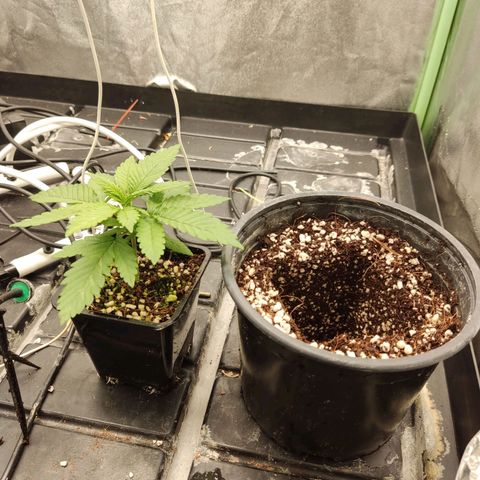 Papi Chulo OG growlog timeline photo