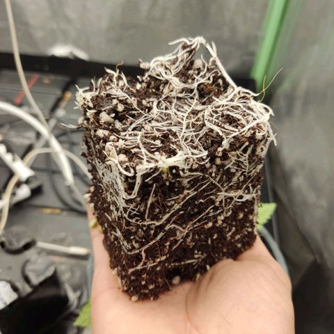 Papi Chulo OG growlog timeline photo