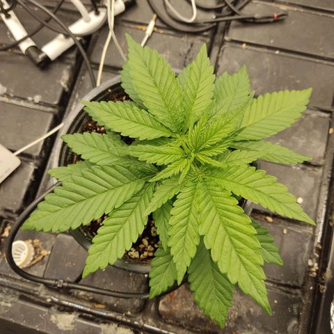 Papi Chulo OG growlog timeline photo