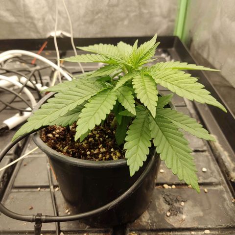 Papi Chulo OG growlog timeline photo