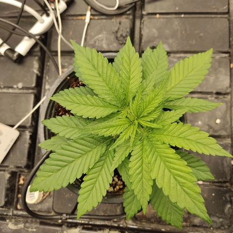 Papi Chulo OG growlog timeline photo