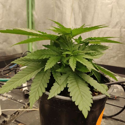 Papi Chulo OG growlog timeline photo