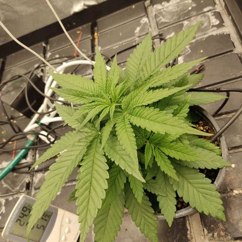 Papi Chulo OG growlog timeline photo