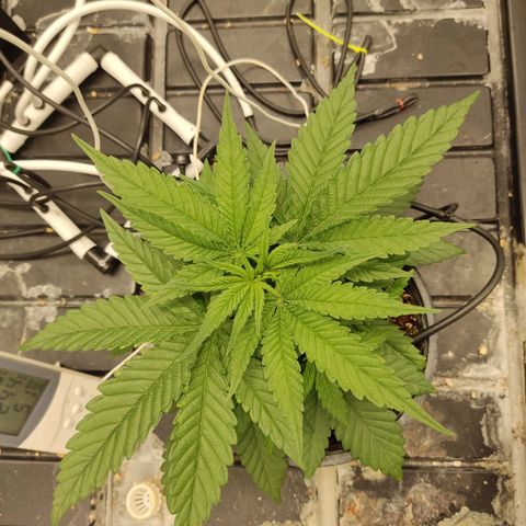 Papi Chulo OG growlog timeline photo