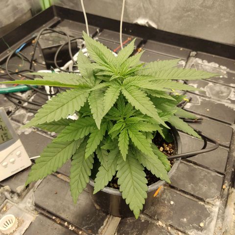 Papi Chulo OG growlog timeline photo