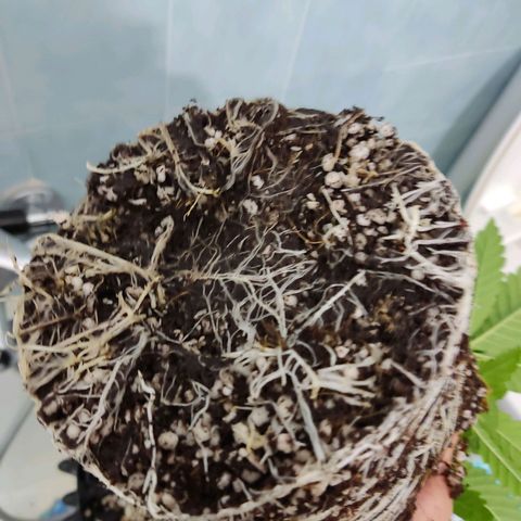 Papi Chulo OG growlog timeline photo