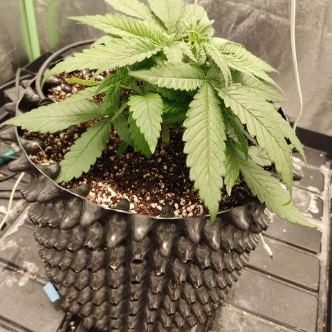 Papi Chulo OG growlog timeline photo