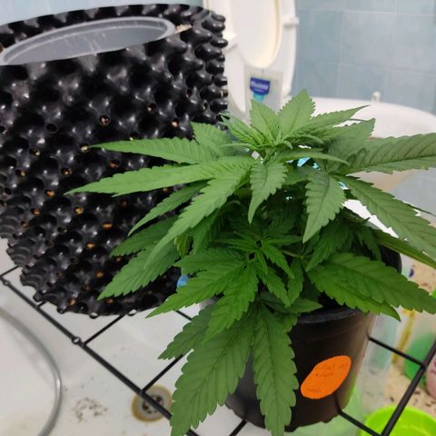 Papi Chulo OG growlog timeline photo