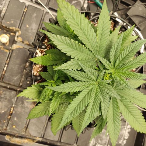 Papi Chulo OG growlog timeline photo