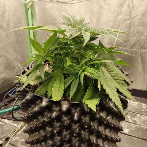 Papi Chulo OG growlog timeline photo