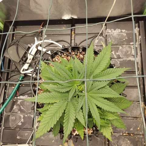 Papi Chulo OG growlog timeline photo