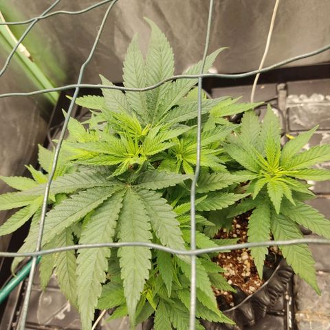 Papi Chulo OG growlog timeline photo