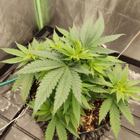 Papi Chulo OG growlog timeline photo