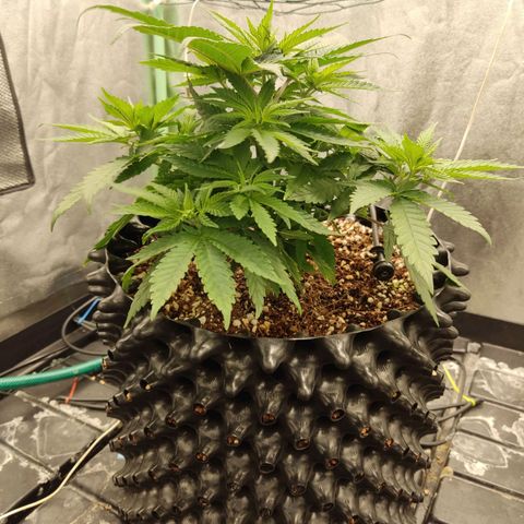 Papi Chulo OG growlog timeline photo
