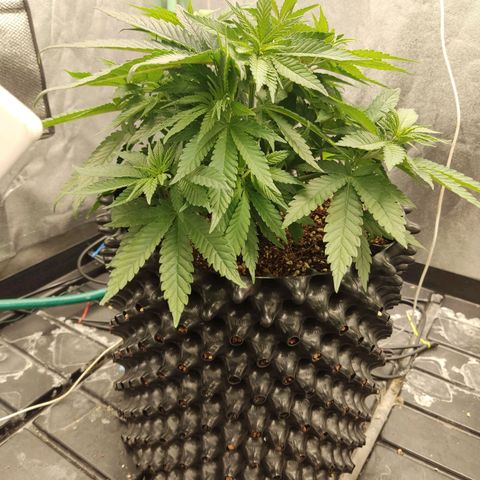 Papi Chulo OG growlog timeline photo