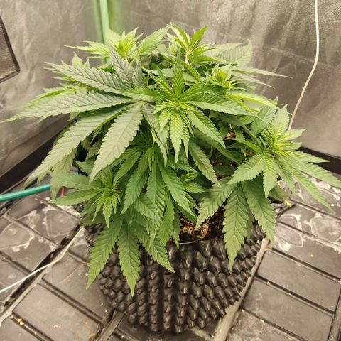 Papi Chulo OG growlog timeline photo