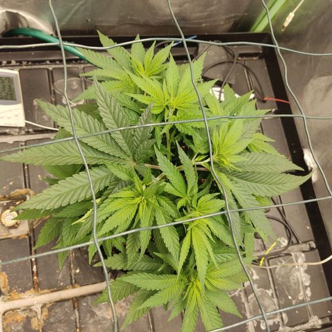 Papi Chulo OG growlog timeline photo