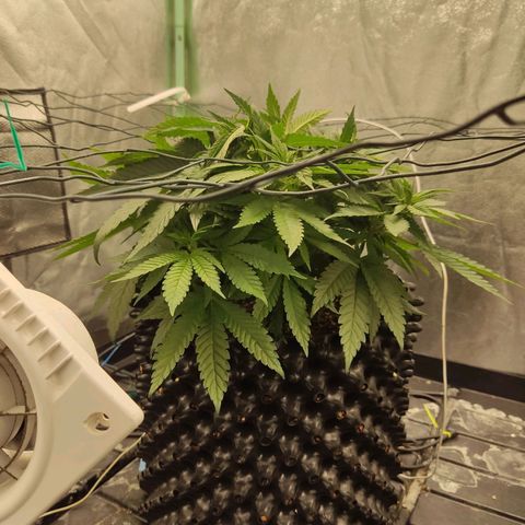 Papi Chulo OG growlog timeline photo