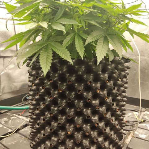 Papi Chulo OG growlog timeline photo