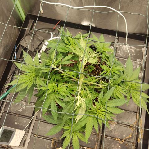 Papi Chulo OG growlog photo: Defoliation 
