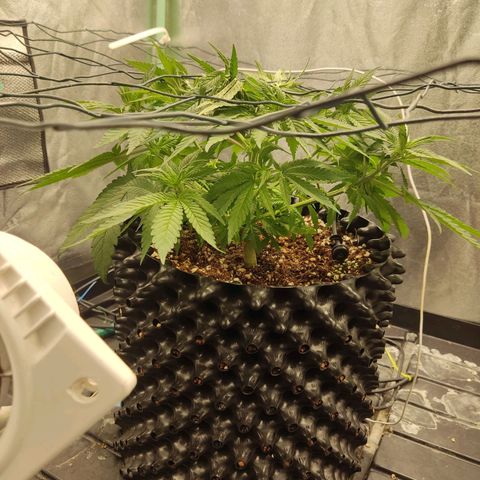 Papi Chulo OG growlog photo: Defoliation 