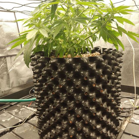 Papi Chulo OG growlog photo: Defoliation 