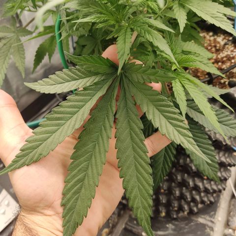 Papi Chulo OG growlog timeline photo