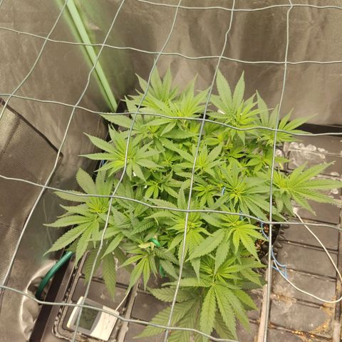 Papi Chulo OG growlog timeline photo