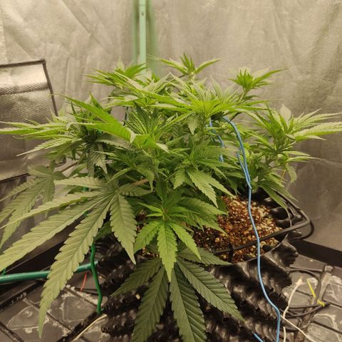 Papi Chulo OG growlog timeline photo