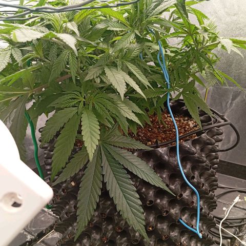 Papi Chulo OG growlog timeline photo
