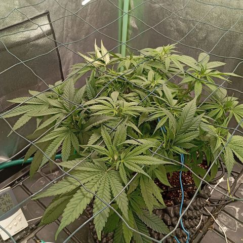 Papi Chulo OG growlog timeline photo