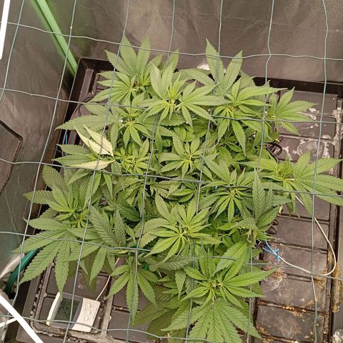 Papi Chulo OG growlog timeline photo