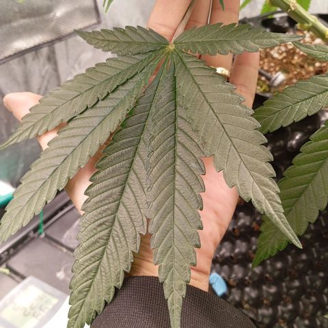 Papi Chulo OG growlog timeline photo
