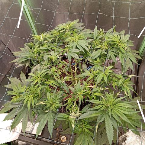 Papi Chulo OG growlog timeline photo