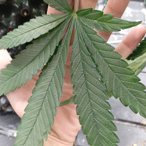 Papi Chulo OG growlog timeline photo