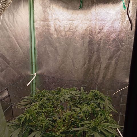 Papi Chulo OG growlog timeline photo