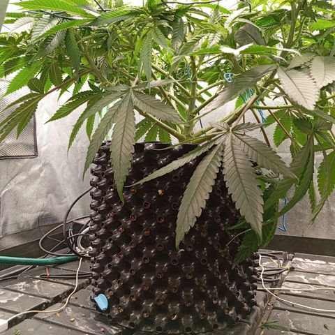 Papi Chulo OG growlog timeline photo