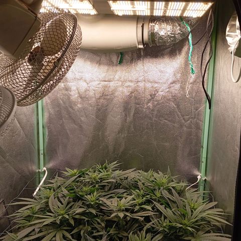 Papi Chulo OG growlog timeline photo