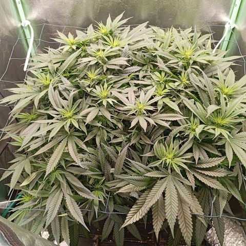 Papi Chulo OG growlog timeline photo
