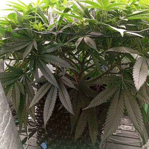 Papi Chulo OG growlog timeline photo